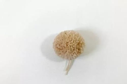  #正拉针#这款棒针效果的编织帽，你相信是钩针编织的吗？附编织教程