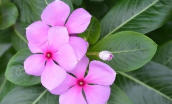  『空间』这些漂亮的花，适合吊起来养，好看又不占空间，花开繁盛惹人爱