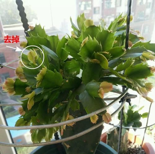  #长寿花#养花记住3个小技巧，茶花再难也能养好，开花多得不见叶！