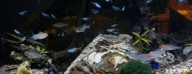  『小钢炮』清缸小钢炮：青苔鼠，吃藻又翻泥，想说爱你不容易