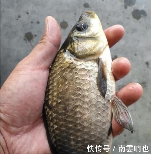「适合钓鱼」春季刮什么风好钓鱼每当风从这个方向吹过来,我就知道要爆护了