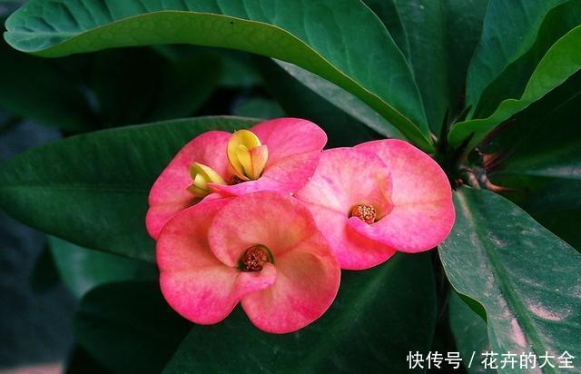  #耐热#适合夏天养的3种花，耐热耐旱非常好养，家里养一盆，四季都赏花