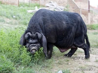 猪年说猪，农民养的猪大部分是外来品种，来认识一下中国土著猪