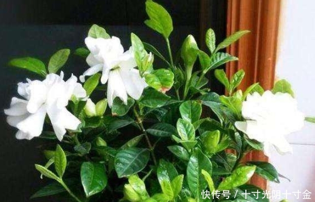  栀子花：栀子黄叶别紧张，学会这一招，新叶呼呼往外长！叶子变得绿油油