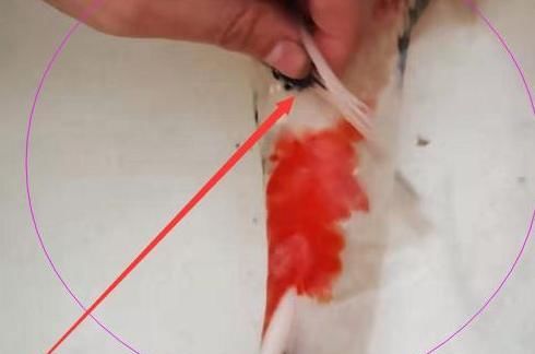  观赏鱼@观赏鱼注射治疗该如何进行，哪些时候会用到？观赏鱼注射治疗详解