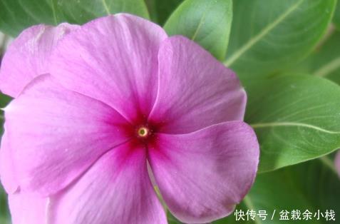 光线|这三种花号称晒不死!扔阳台就不用问了,越是炎热越能爆满盆