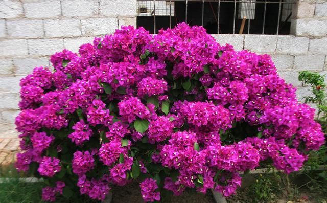  【简单】三角梅可以“简单”养，“颜值”不输月季花，一年四季花开不断！
