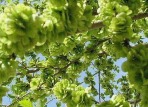 农村地里正在消失的零食，图4比甘蔗都甜，最后1个想找都困难！