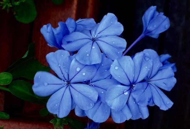  【朱顶红】阳台种上5种花，花开不断，一年四季有花赏！