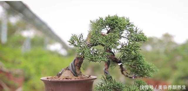 【小苗】三种能快速做成造型的植物,让盆景的拥有也能变的很是简单,点赞