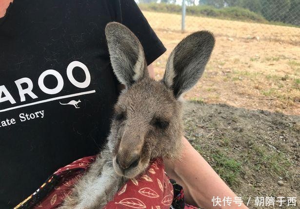 澳大利亚森林火灾动物