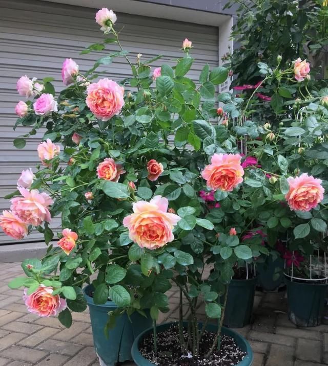  『丰花性好』狼家自育的表现到底如何，戳进来看看花友们的大实话