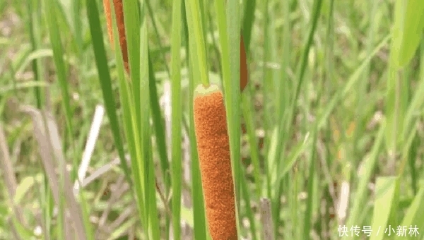  肯定@这样的“香肠”你肯定知道, 过去都没人要, 现如今30元一斤