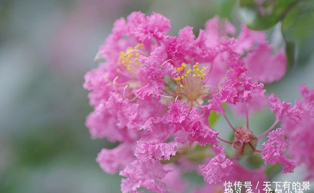 『紫薇花』这树“没皮”,它的花却开得轰轰烈烈,长达百日红