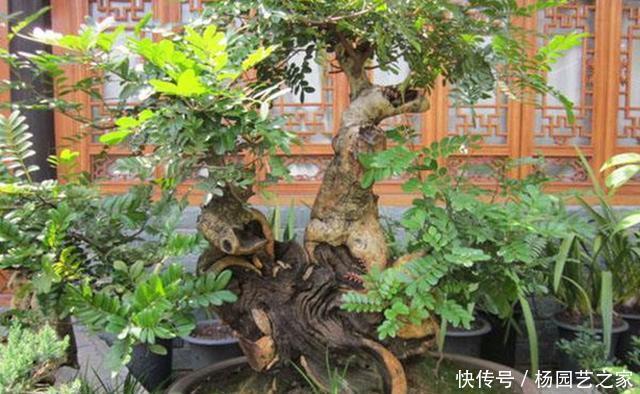 『幽香』清香木花如其名,叶子散发淡淡幽香,养成盆景价值更高