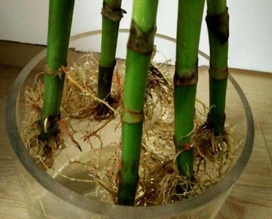 富贵竹■养花偏爱水培植物?就栽种招财富贵竹,注重4点枝叶繁茂、根壮