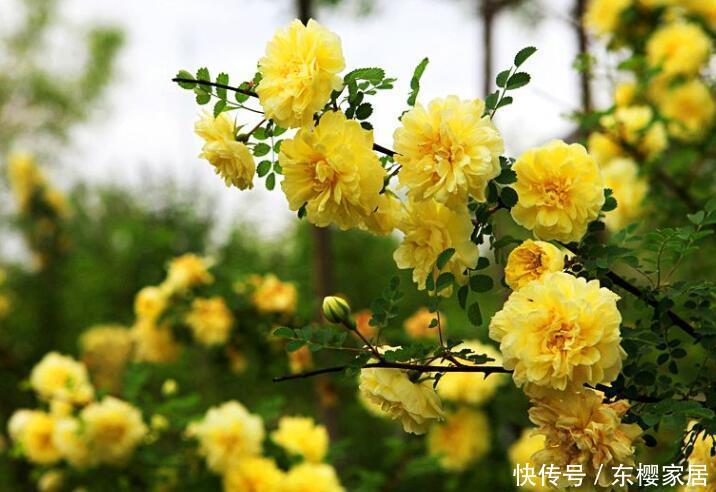 花量:3种“灌木花卉”,花色美,花量大,有院子的一定养!