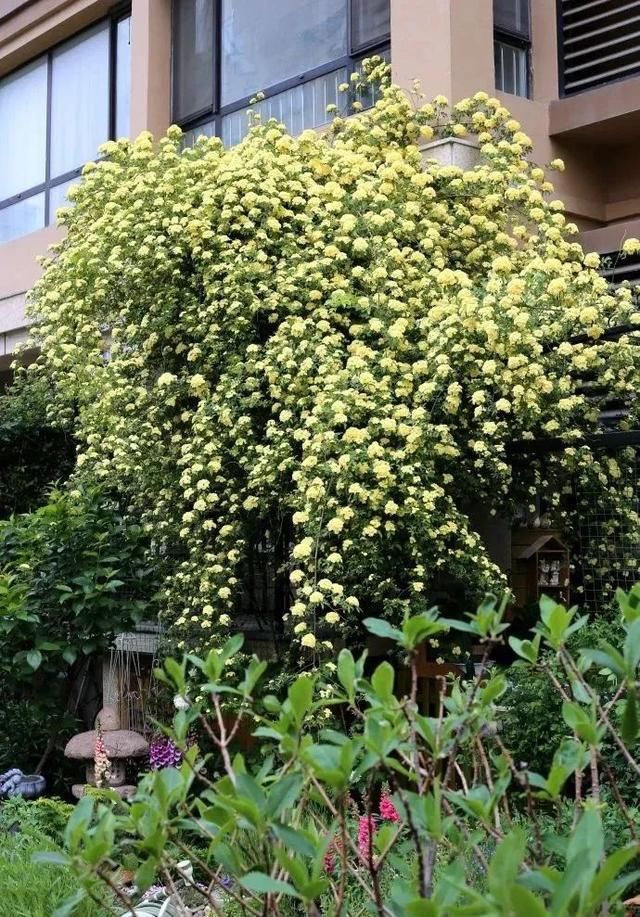  「繁花」100㎡的院子，用6年从荒地到繁花，她用热爱建起梦想花园！