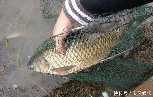  「垂钓」野钓打窝，这个手法简直妙极了，爱钓鱼的你别错过