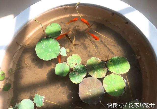 『放进』村里的旧水缸,放进一段藕根,开出满满的莲花