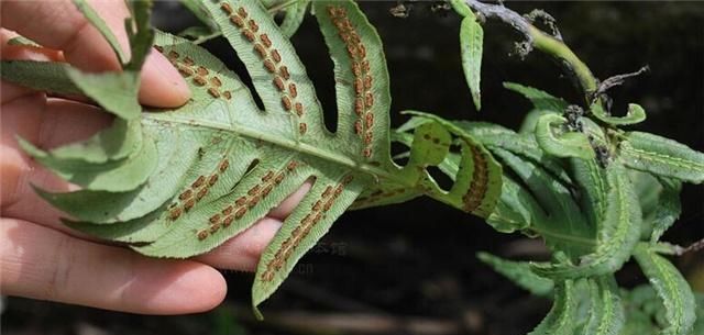  [男性]农村地里冒出的“孙猴头”，实际上却是男性福音，别忽视