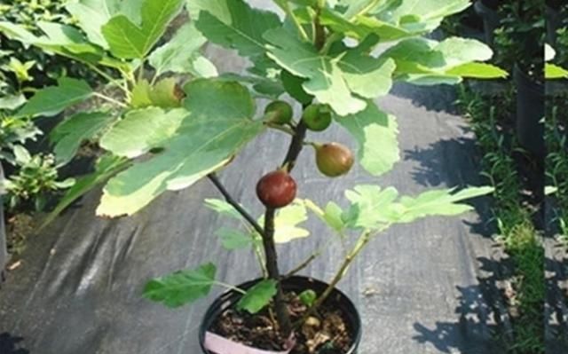 『昆虫』这种果树极易种植,当年结果,果味清香,生津止渴,老少皆宜