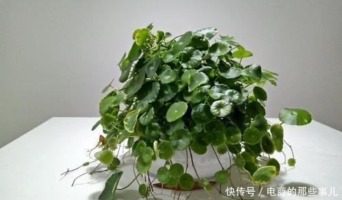 「春天」春天养铜钱草，需做“1件事”，叶子蹭蹭冒，越长越多挤满盆
