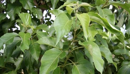  [植物]观音柴你们见过吗？叶子能做成爽滑Q弹的“神仙豆腐”