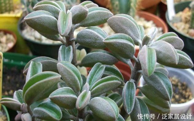 『种植物』一种“椒草”长出大斧子,开春养护要狠心修剪,窜出更多新枝