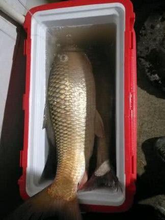 珠江夜钓，钓起70公分“红尾草鱼”，这是什么怪鱼？