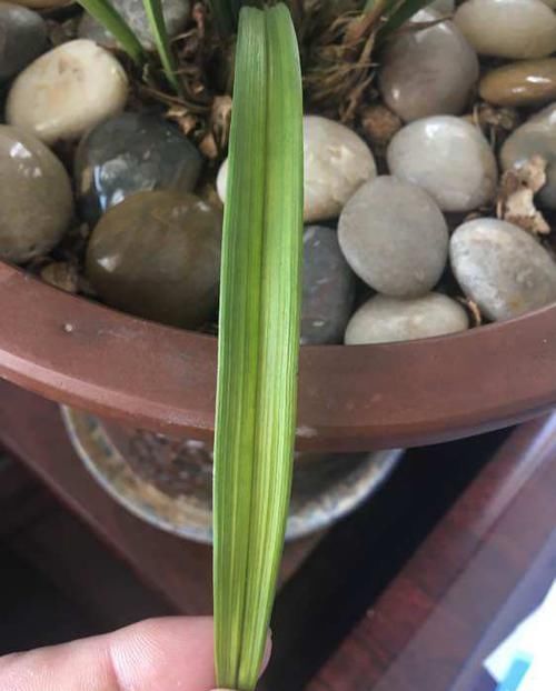 『把鹅卵石』上盆的兰花一个星期就黄叶,是正常退草还是腐烂,怪鹅卵石吗?