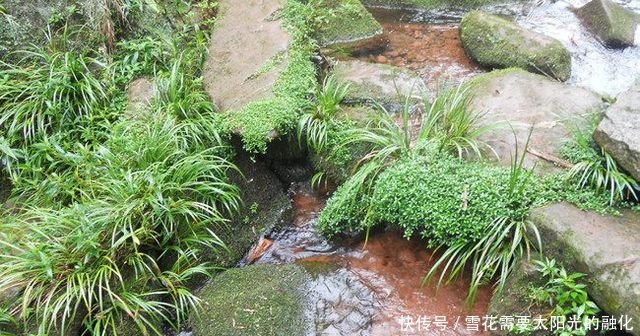 长在小溪边上的一种宝贝，村里都被挖绝了，你们那里还有吗