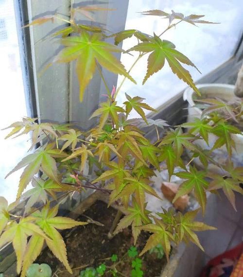  [红枫]红枫养护大全，养出“火焰色”，把握几个小窍门，盆盆价值不菲