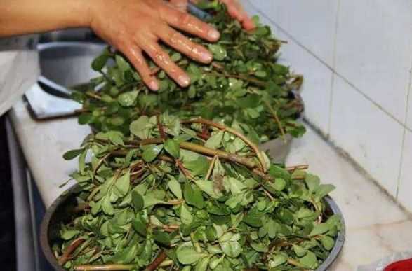 乡下不起眼的一种草，睡前捣碎抹一点，七天皮肤白如雪，皱纹全无