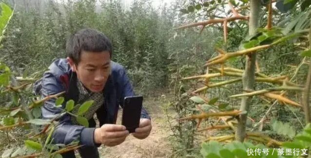 农村有种植物全身是刺，收购价都80块一斤，农民种植后致富