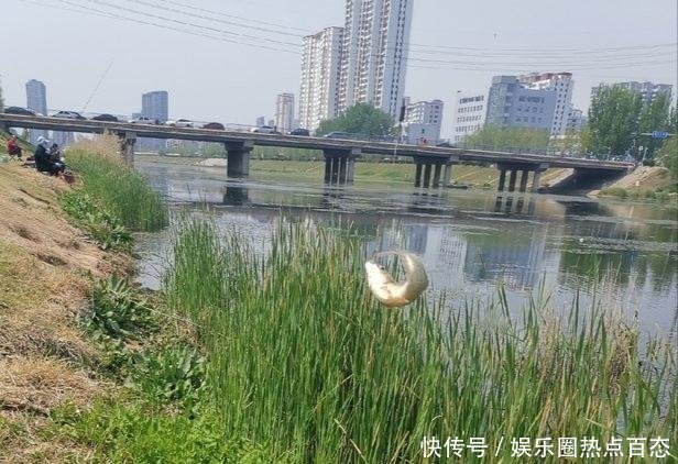  野生鲫鱼|草洞守钓鲫鱼，交配时期作钓鲫鱼方法，钓获20多条金黄色的鲫鱼