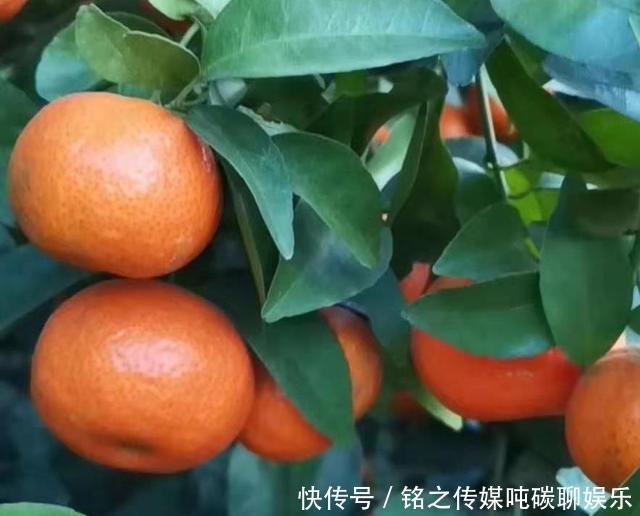  【消费】砂糖橘行情低迷，果农说百家果拉低价格了，你觉得呢？