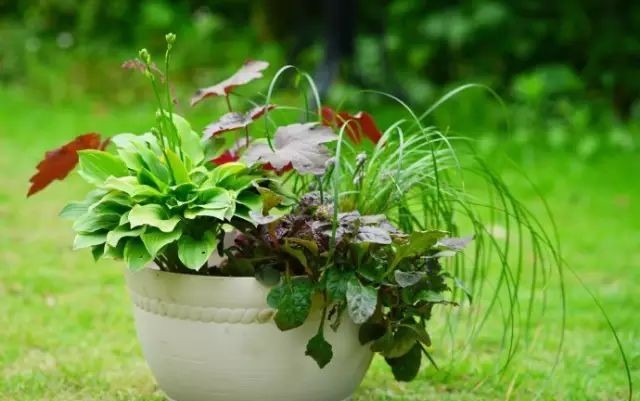  植物@你还在一盆一棵地种？达人都已经玩到这种地步啦