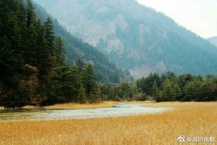 美极了!九寨沟芦苇开好了