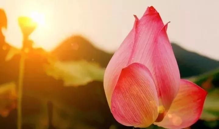  「蓝宝石」只知道皇家蓝、矢车菊？了解它你才算真的懂蓝宝石！