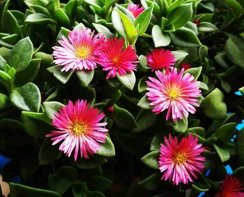  牡丹：美美的牡丹吊兰叶稀分枝少而且不开花？做到6点，叶茂开花快封盆