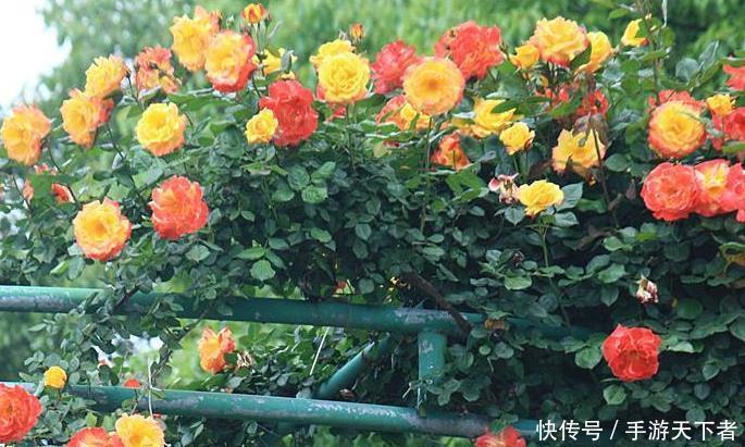  #香浓#藤本月季一年四季都能够开花，而且花大香浓