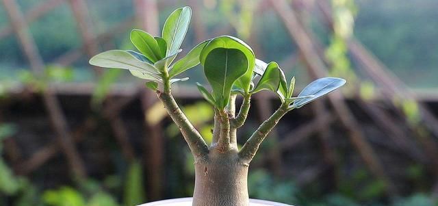  #花苞#这2种花太娇惯反而养不好,少浇水多晒太阳,花苞呼呼往外蹿