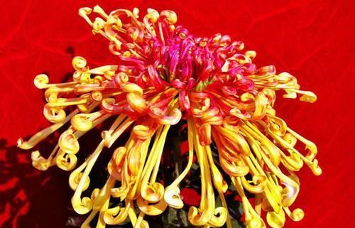  『玫瑰』喜欢玫瑰，不如养盆“珍品菊花”开龙夕宮，似飘舞贯珠，端庄优雅