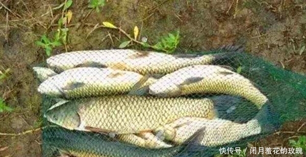 『配方』仲春开始钓大鱼,掌握这些狠招数,钓大鱼不难,钓一次爽一次!