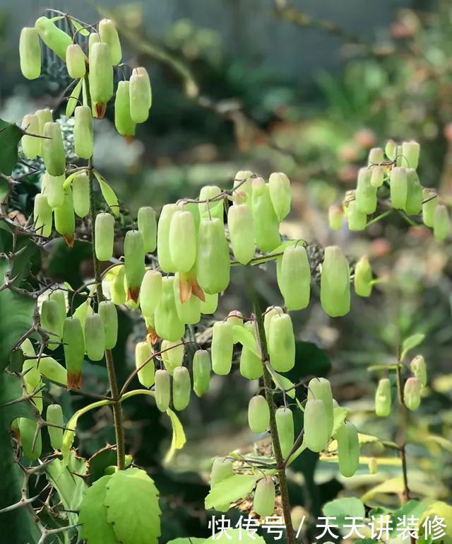  [图片作者]15种超级好养的花，不死鸟居然不是第一，“养花杀手”们试一试吧