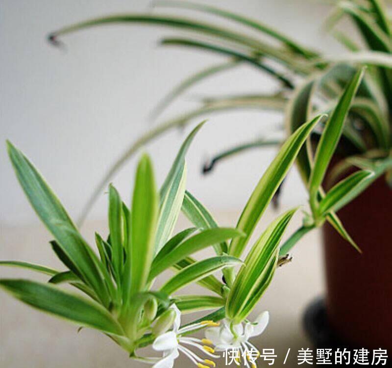 生根水@8月养吊兰,浇水加点“它”,根系发达长势旺,一个月蹭蹭长爆盆