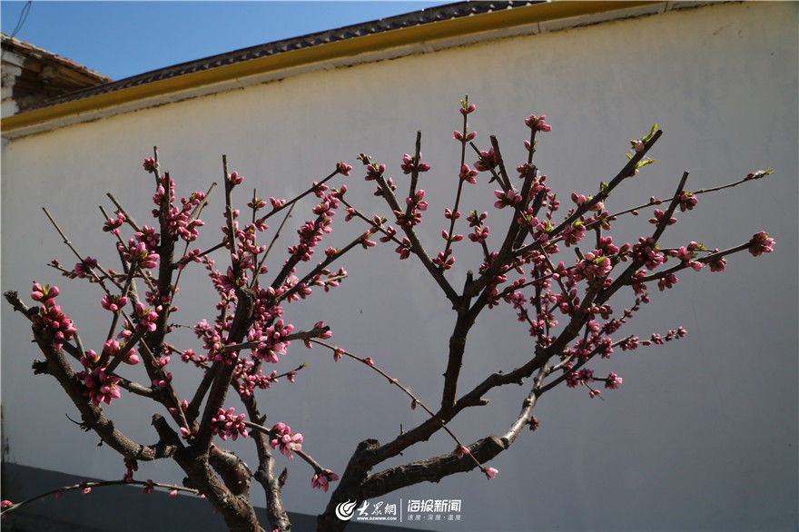  #打造#以家庭“小美”聚“乡村”大美 德州平原以一户一景打造千户“美丽庭院”