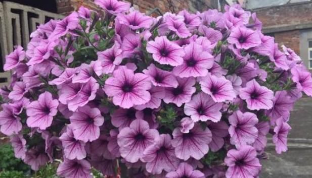  #春末#五颜六色的爬藤牵牛花,春末在盆里埋入几粒种子,开出灿烂花朵