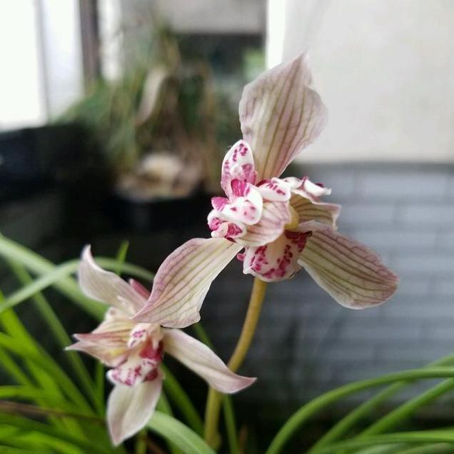 兰花就|这2种兰花,便宜好看气质高,开花成簇是极品,你值得拥有
